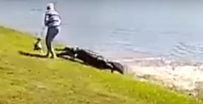 ΗΠΑ: Βίντεο με τη θανατηφόρα επίθεση αλιγάτορα στην 85χρονη στη Φλόριντα