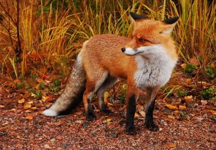 Λύσσα: Πού ξεκινά ο εμβολιασμός των κόκκινων αλεπούδων