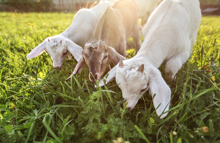 Κτηνοτροφία: Εν αναμονή της β' δόσης της ενίσχυσης για τις ζωοτροφές