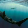 Αυστραλία: 16χρονη δέχτηκε φονική επίθεση από καρχαρία την ώρα που κολυμπούσε σε ποταμό