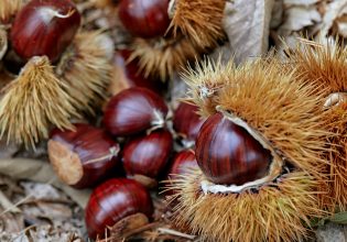 Πήλιο: Το δρόμο για τα ΠΟΠ παίρνουν τα κάστανα