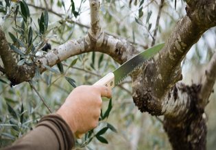 Ελιά: Οδηγίες χειμερινής φυτοπροστασίας και κλαδέματος