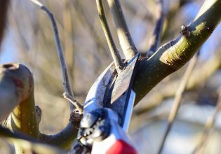 Καρυδιά: Σε εξέλιξη το κλάδεμα καρποφορίας – Οι ανάγκες σε λίπανση