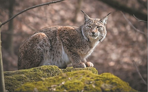 Πώς θα επιστρέψει ο λύγκας στην Ελλάδα