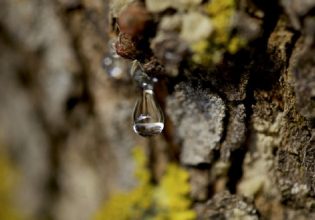 Χίος: Έρχονται αποζημιώσεις στους μαστιχοπαραγωγούς