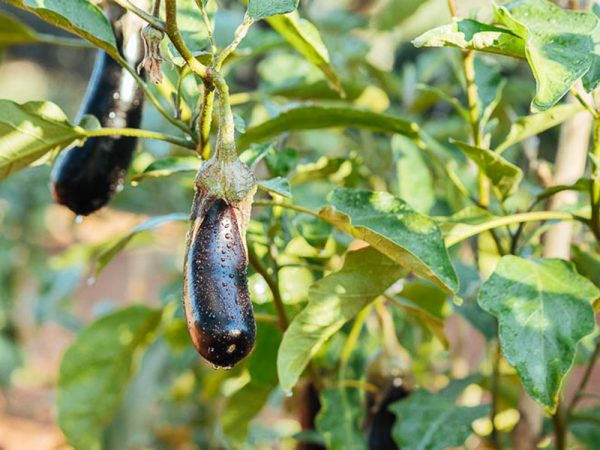 Μελιτζάνα: Πώς θα περιορίσετε τις απώλειες από την ποικιλοχλώρωση με ρυτίδωση