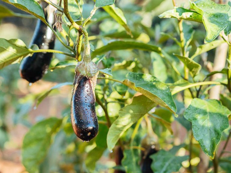 Μελιτζάνα: Πώς θα περιορίσετε τις απώλειες από την ποικιλοχλώρωση με ρυτίδωση