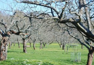 Μηλοειδή: Χειμερινές επεμβάσεις κατά τον λήθαργο – Εχθροί και ασθένειες