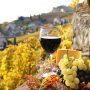 Κρασί: Εντυπωσιάζει με τις επιδόσεις του ο αμπελώνας του Κιλκίς