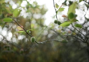 Πυρηνόκαρπα: Καλλιεργητικά μέτρα και ψεκασμοί – Πότε επεμβαίνουμε
