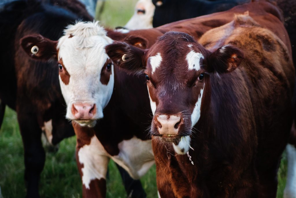 Κίνα: Κλωνοποίησε τρεις υψηλά παραγωγικές «σούπερ αγελάδες»