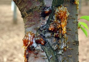 Πυρηνόκαρπα: Γεωργικές προειδοποιήσεις για μετά το λήθαργο