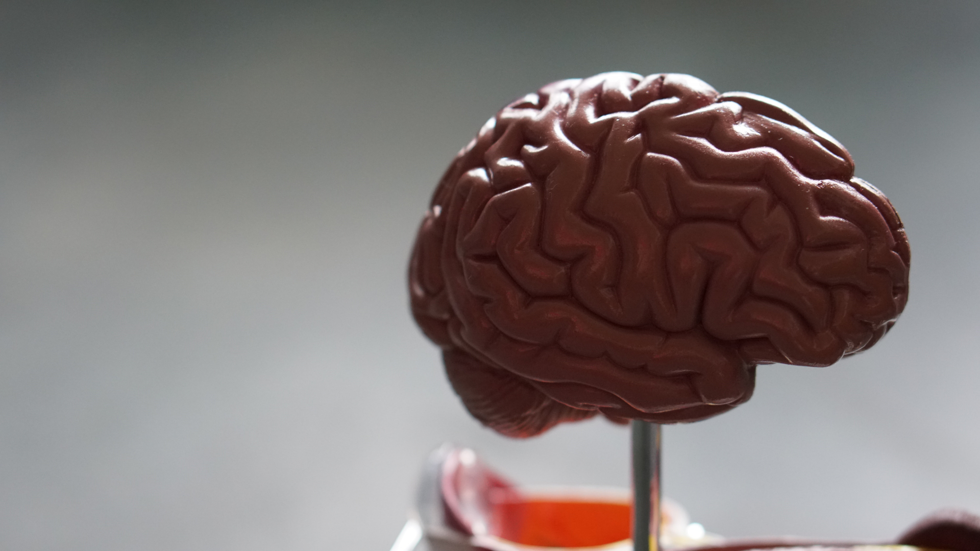 Ο μύθος για τον ανθρώπινο εγκέφαλο που... για κάποιο λόγο πιστεύουμε ακόμα