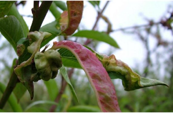 Ροδακινιά: Προσβολές από τον εξωασκό – Τι πρέπει να κάνετε