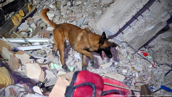 Σεισμός στην Τουρκία: Οι σκύλοι ή τα ρομπότ είναι καλύτερα στη διάσωση των σεισμόπληκτων;