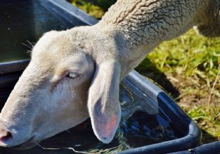 ΣΕΚ: Εκτός πληρωμής της ενίσχυσης για τις ζωοτροφές χιλιάδες κτηνοτρόφοι