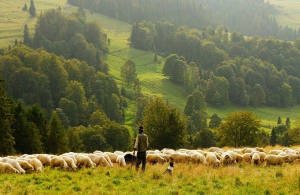 ΣΕΚ: Άμεσα ενίσχυση των κτηνοτρόφων χωρίς αποκλεισμούς