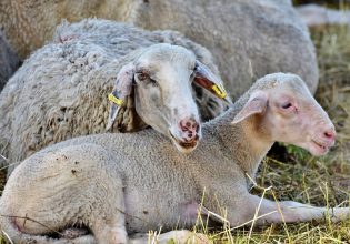 Ζωοτροφές: Εξετάζεται λύση για την ενίσχυση στους νεοεισερχόμενους κτηνοτρόφους