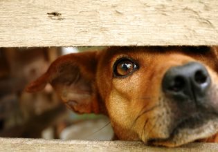 Χανιά: Σοκαριστική δολοφονία σκύλου στη Σούδα
