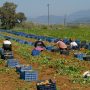Εργάτες γης: Παράταση προθεσμίας αιτημάτων για μετάκληση