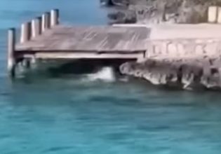 Μπαχάμες: Σκύλος ιππεύει καρχαρία και βγαίνει άθικτος από το νερό – Δείτε βίντεο