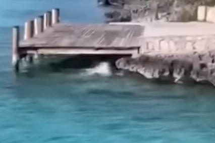 Μπαχάμες: Σκύλος ιππεύει καρχαρία και βγαίνει άθικτος από το νερό – Δείτε βίντεο