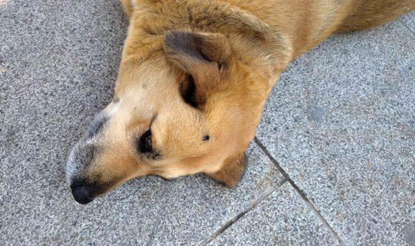 Σέρρες: Έσβησε το τσιγάρο του στο κεφάλι αδέσποτου σκύλου