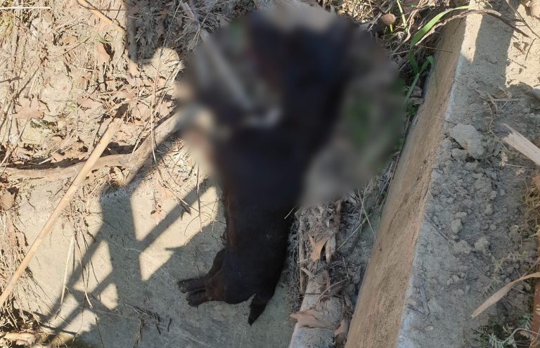 Φρίκη: Κρέμασαν σκύλο σε γέφυρα στα Κρέστενα