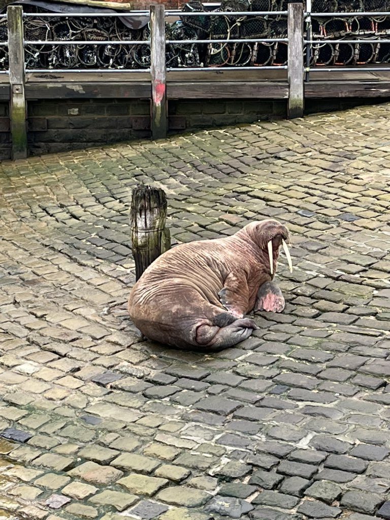 Θαλάσσιος ίππος: Ο διάσημος Thor εντοπίστηκε στην Ισλανδία να χαλαρώνει σε πλωτή αποβάθρα