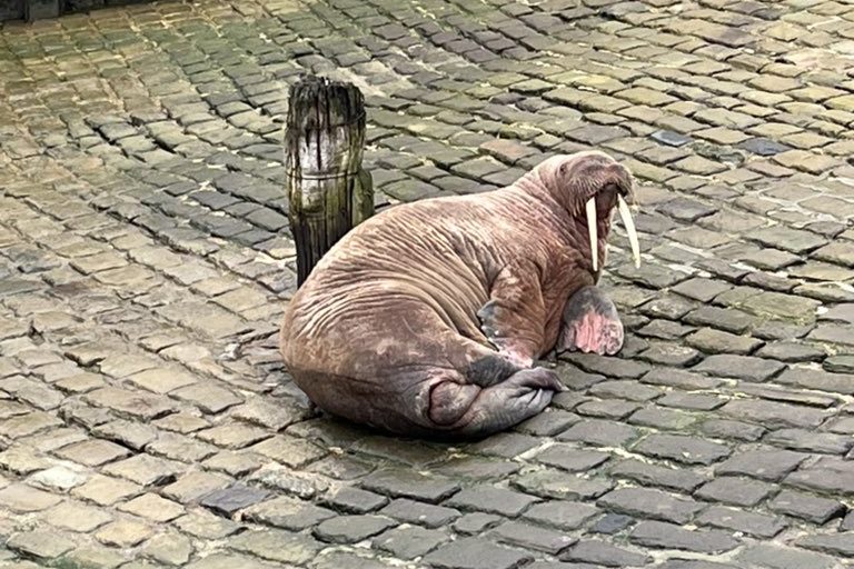 Θαλάσσιος ίππος: Ο διάσημος Thor εντοπίστηκε στην Ισλανδία να χαλαρώνει σε πλωτή αποβάθρα