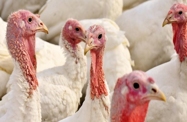 Πτηνοτροφία: Ενίσχυση για ζωοτροφές ζητούν και οι παραγωγοί γαλοπούλας