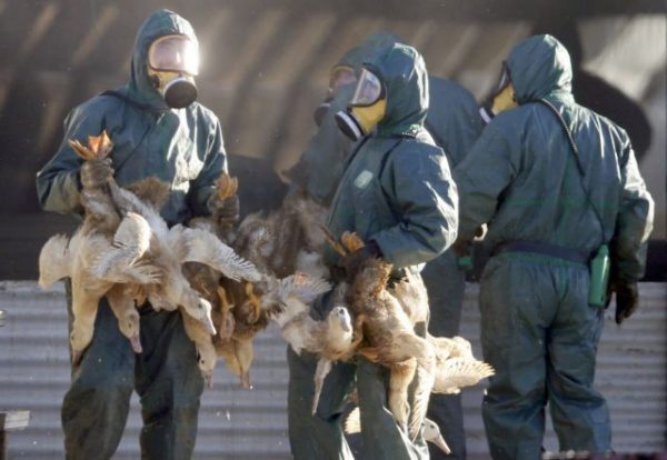 Γρίπη των πτηνών: Μια εκκολαπτόμενη νέα πανδημία;