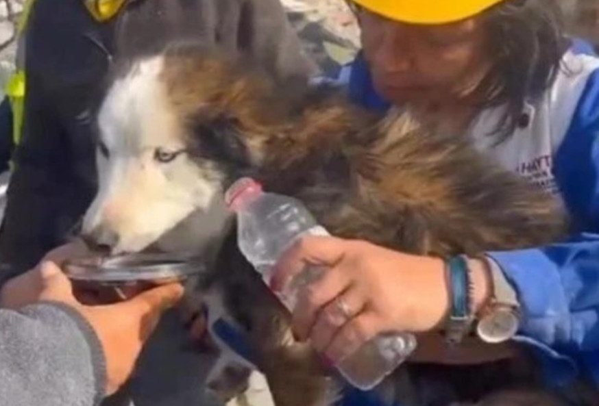 Σεισμός στην Τουρκία: Απίστευτο – Διασώθηκε σκύλος μετά από 22 ημέρες κάτω από τα ερείπια