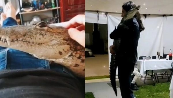 Τρομακτικό: Έχει για κατοικίδιο… κροκόδειλο – «Είναι σαν σκύλος, κοιμάται μαζί μου»