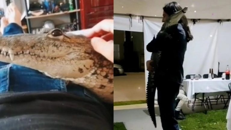 Τρομακτικό: Έχει για κατοικίδιο… κροκόδειλο – «Είναι σαν σκύλος, κοιμάται μαζί μου»