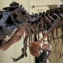 Τυραννόσαυρος: Νέα μελέτη αναδεικνύει το σαγηνευτικό χαμόγελο του ερπετού