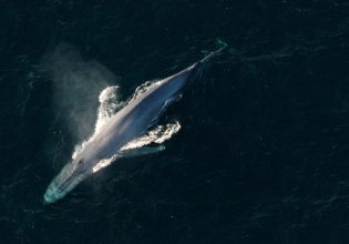 Συνθήκη για την Ανοιχτή Θάλασσα: Τι προβλέπει η ιστορική συμφωνία για τους ωκεανούς