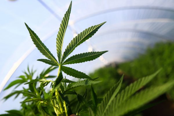 Κάνναβη: Το ΚΕΘΕΑ αντίθετο στη νομιμοποίηση για ψυχαγωγική κρίση