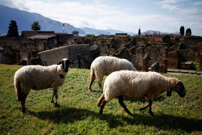 Πομπηία: Γιατί ξαμόλησαν πρόβατα ανάμεσα στις αρχαιότητες;