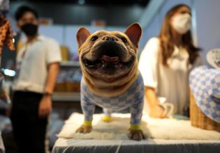 ΗΠΑ: Το γαλλικό μπουλντόγκ γίνεται η πιο αγαπημένη ράτσα σκύλου