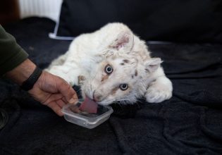 Αττικό Πάρκο: Σύγκληση Επιτροπής Κτηνιάτρων για την τίγρη – Απομακρύνεται το σενάριο ευθανασίας