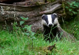 Πώς μια οικογένεια ασβών σταμάτησε τα τρένα στην Ολλανδία