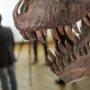 Τυραννόσαυρος: Εξαιρετικά σπάνιος σκελετός βγαίνει σε δημοπρασία για πρώτη φορά στην Ευρώπη