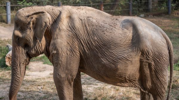 Ελέφαντες: Η μόνιμη βλάβη που αποκτούν όταν κουβαλούν τουρίστες