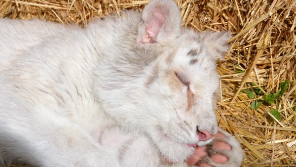 Τιγράκι: Κίνδυνος εμφάνισης σοβαρών επιπλοκών, απειλητικών για τη ζωή του