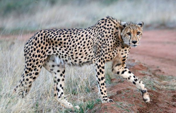 Γατόπαρδοι γεννήθηκαν στην Ινδία 70 χρόνια μετά την εξαφάνισή τους