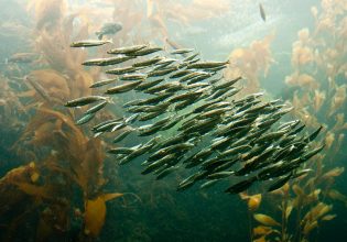 Θαλάσσιοι καύσωνες, η κρυφή πληγή της κλιματικής αλλαγής