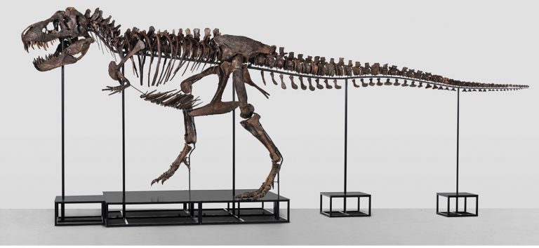 Ελβετία: Σε δημοπρασία ένας Τυραννόσαυρος Ρεξ