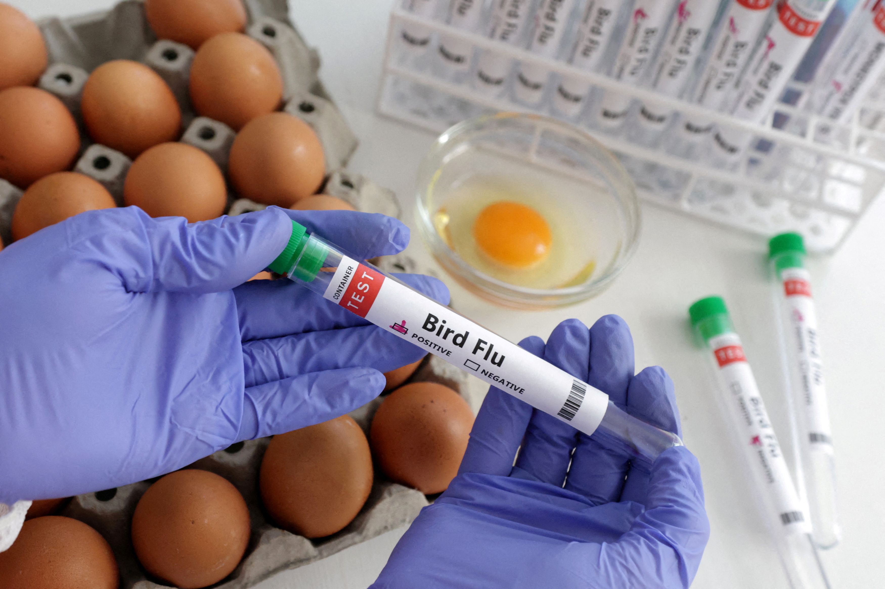 Γρίπη των πτηνών: Κρούσμα H5N1 στην Κίνα - Φόβοι μετάδοσης από άνθρωπο σε άνθρωπο