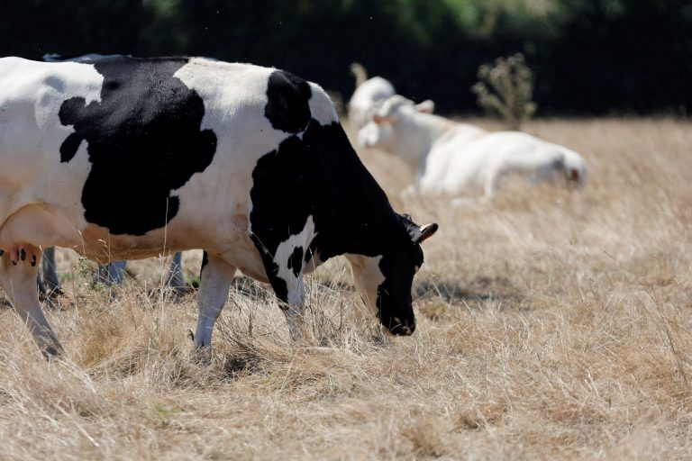 Η αγελάδα που γλίτωσε από βέβαιο θάνατο – Η απόδραση, ο αγώνας για ελευθερία και η νέα ζωή του Stewie